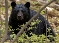 black bear