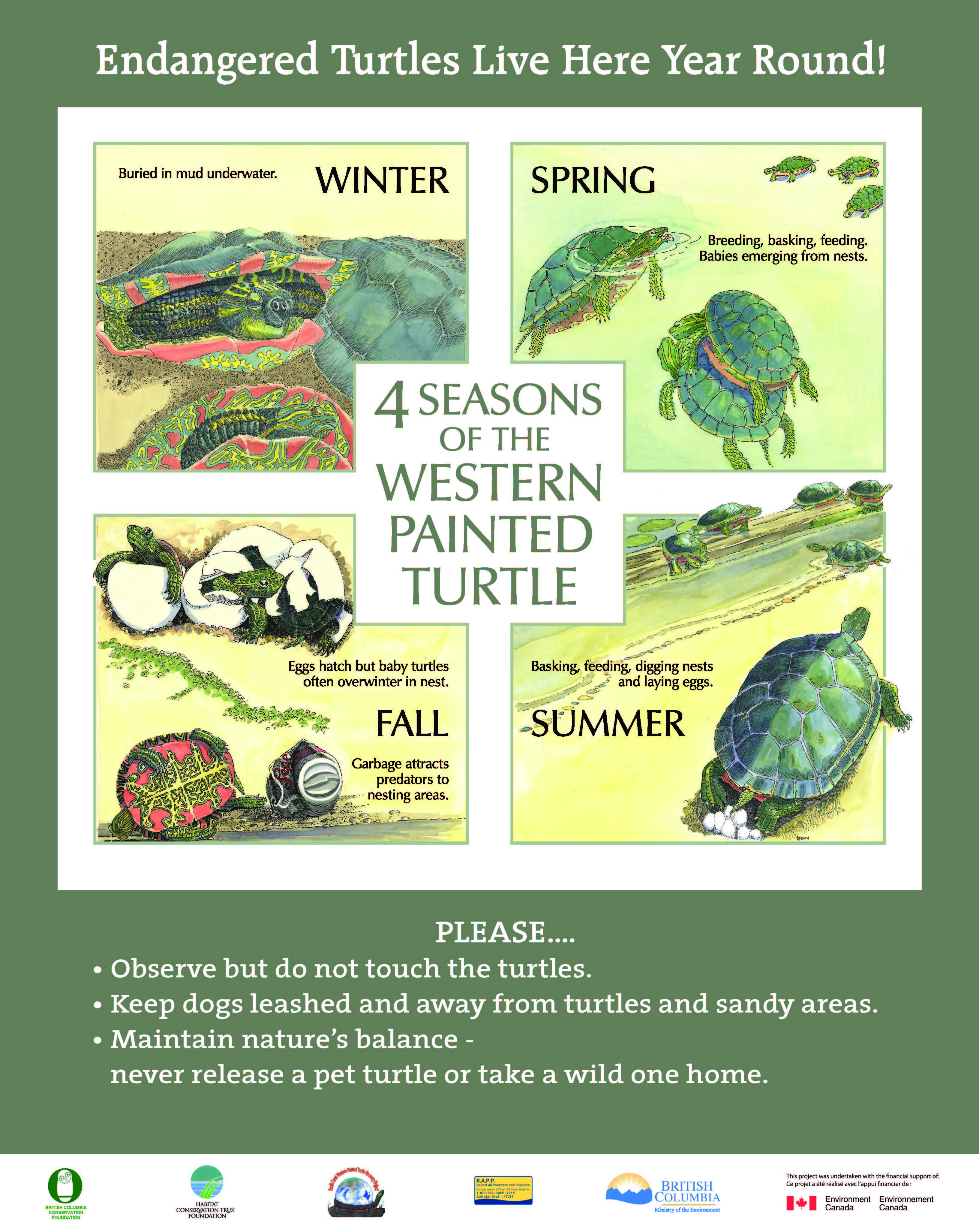 painted turtle images with information