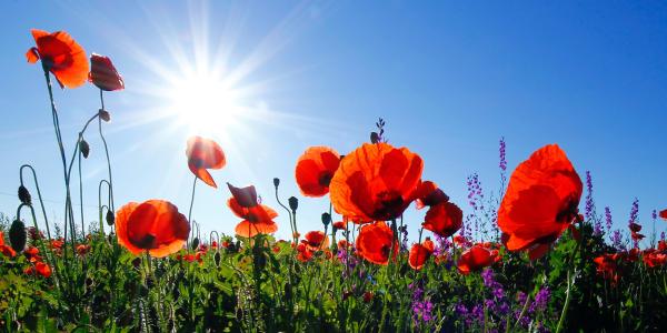 Image of Poppies