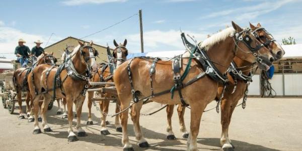 Horses and wagon