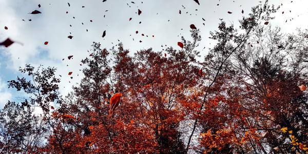 Leaves blowing in the wind