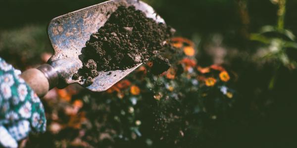 Shovel digging in compost